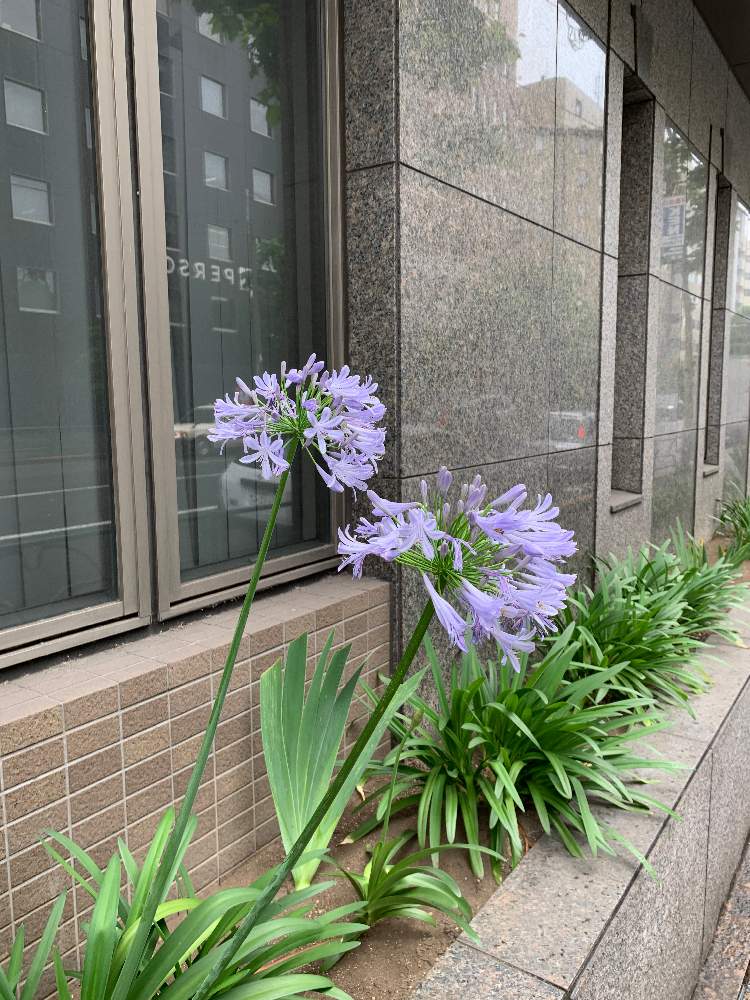 アガパンサスの投稿画像 By Mac Mozoさん 21月6月25日 Greensnap グリーンスナップ