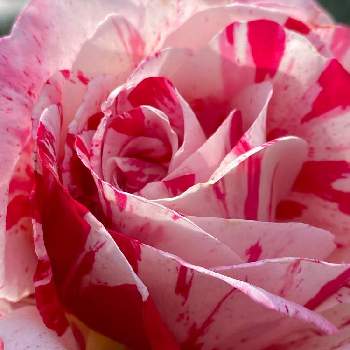 薔薇 センチメンタルの画像 by ♡喜依(kiyori)♡さん | 薔薇 センチメンタルと薔薇に魅せられてと薔薇のある暮らし♡とおうち園芸
