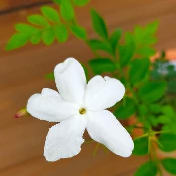 ジャスミンホワイトプリンセスの投稿画像一覧 Greensnap グリーンスナップ