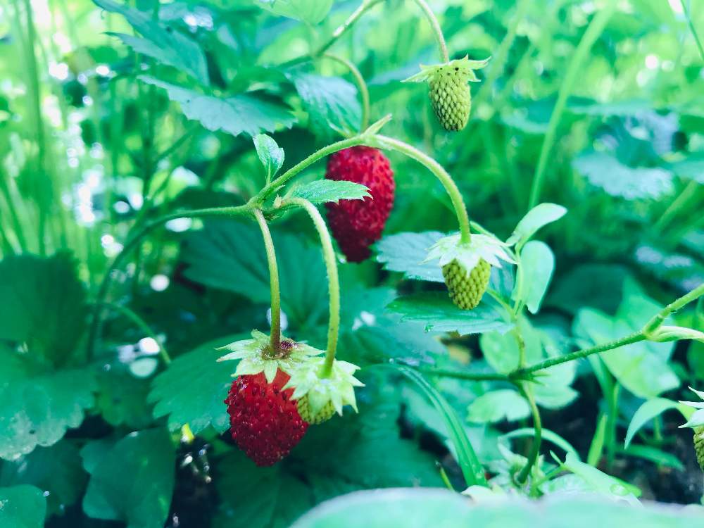 ワイルドストロベリーの投稿画像 By ゆぷぅさん 岩手県と自宅の庭先と花巻市と花のある暮らしと自宅の花 21月6月25日 Greensnap グリーンスナップ