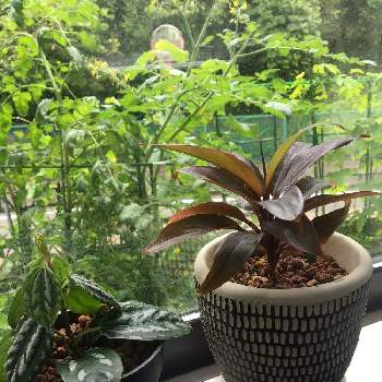 ダイソー観葉植物の投稿画像一覧 Greensnap グリーンスナップ