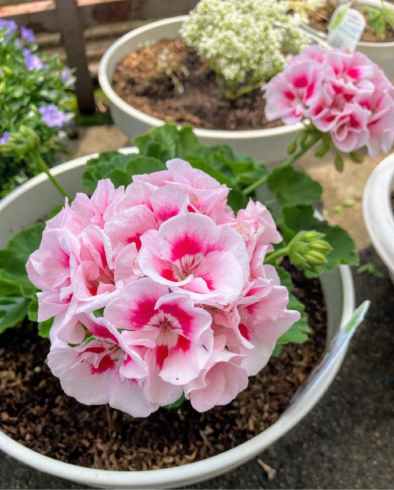 売り込み スーパーゼラニウム チャンピオン キャロル 植物