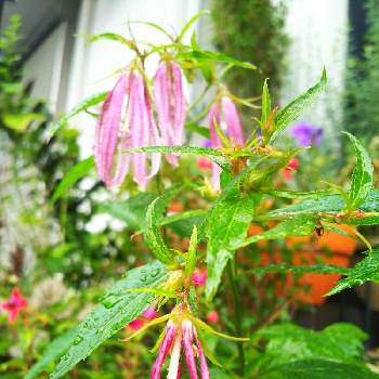 ホタルブクロ ピンクオクトパスの投稿画像一覧 Greensnap グリーンスナップ ホタルブクロ ピンクオクトパスの投稿画像一覧 Greensnap グリーンスナップ