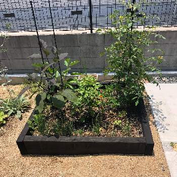 甘長とうがらしの投稿画像一覧 Greensnap グリーンスナップ