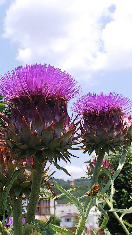 アーティチョークの投稿画像 By ルンコさん チョウセンアザミと大きい花と空と花とパープルと見ごたえあると公園の花とお散歩コース 21月6月25日 Greensnap グリーンスナップ