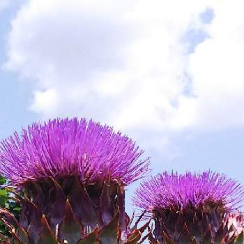 大きい花の投稿画像一覧 Greensnap グリーンスナップ