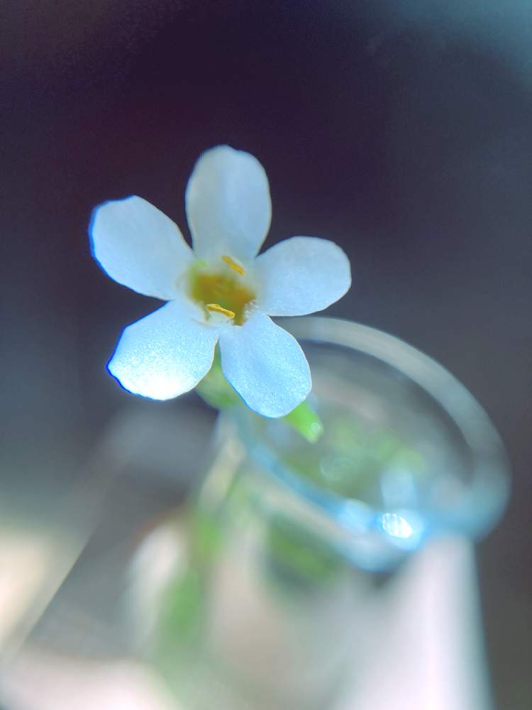 バコパの投稿画像 By やさしささん 小さいと白い花とかわいいな と花のある暮らし 21月6月25日 Greensnap グリーンスナップ