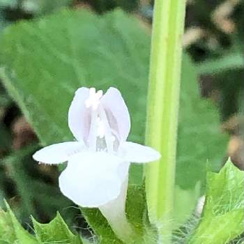 レモンバームの花の投稿画像一覧 Greensnap グリーンスナップ