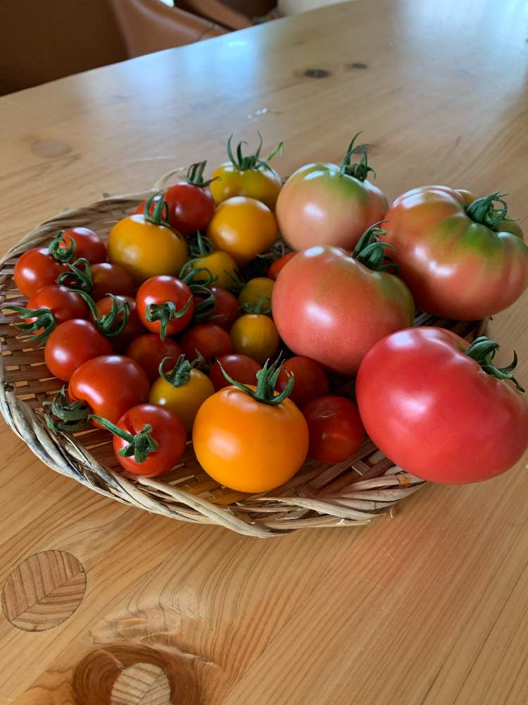 ミニトマトの投稿画像 By アルラフさん 桃太郎トマトと畑 21月6月25日 Greensnap グリーンスナップ Greensnap グリーンスナップ