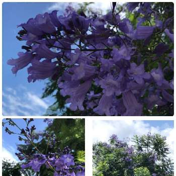 熱海のジャカランダの投稿画像一覧 Greensnap グリーンスナップ