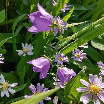 嬉しい発見の画像 by masumiさん | 小さな庭と桔梗と嬉しい発見と初夏と癒しと青・紫系と可愛いと花のある暮らしと北海道と自然からのプレゼントと自然におまかせ