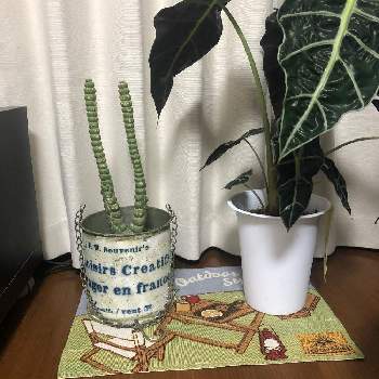 アロカシア ポリーの投稿画像一覧 Greensnap グリーンスナップ