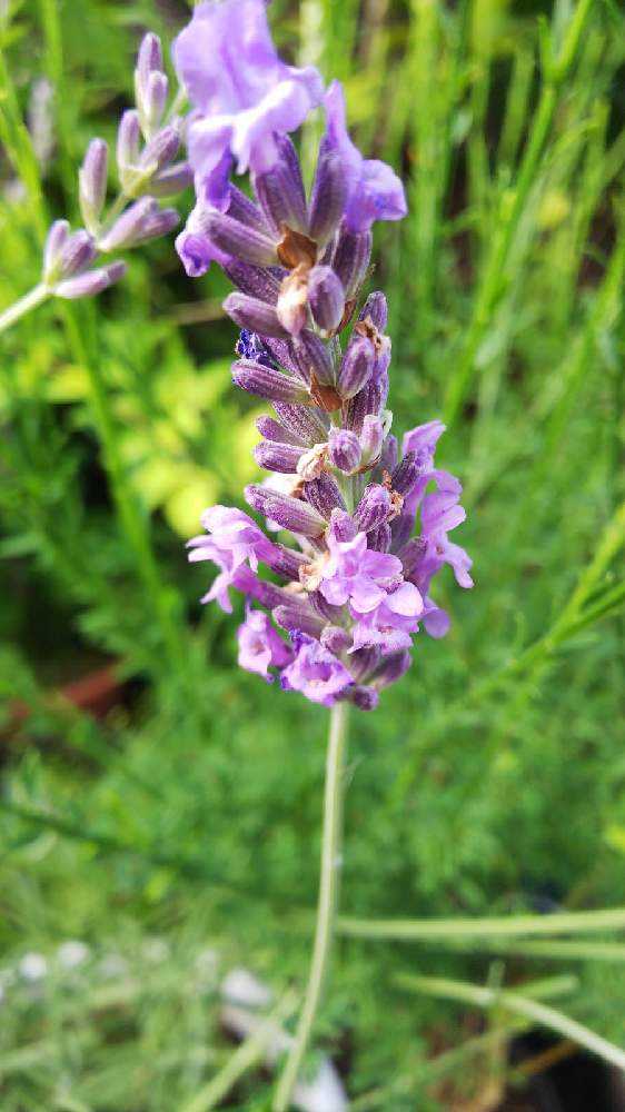 ラベンダー品種比べ｜🍀GreenSnap（グリーンスナップ）