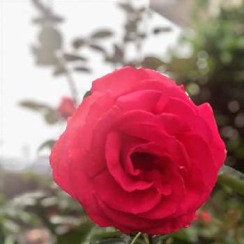 薔薇 ダブルノックアウト 赤の画像 by Kay_Tama-gsk さん | アプローチと薔薇 ダブルノックアウト 赤とカラフルと初夏の花たちと鮮やか と赤い花と真っ赤とKays_gardenと地植え