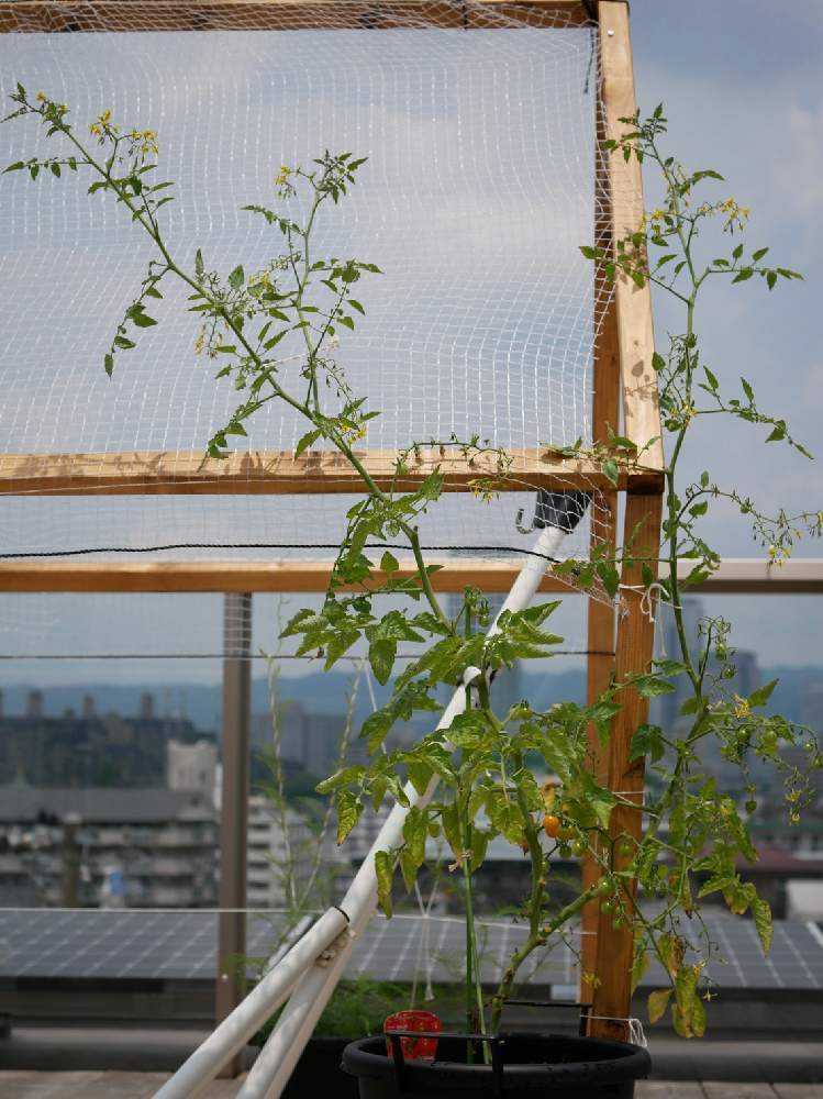 つる植物で小さな家を作る｜?GreenSnap（グリーンスナップ）