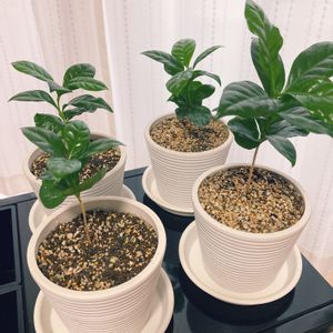 コーヒーの木,観葉植物,100均観葉植物,部屋の画像