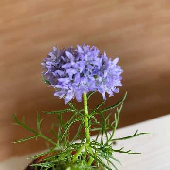 ギリアの投稿画像一覧 Greensnap グリーンスナップ