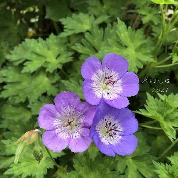 ゲラニウム アズールラッシュの投稿画像一覧 Greensnap グリーンスナップ