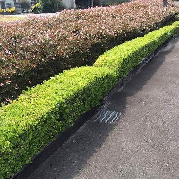 イヌツゲの投稿画像一覧 Greensnap グリーンスナップ