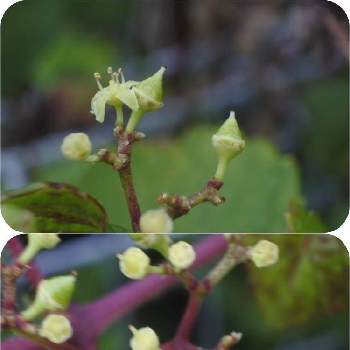 ノブドウの花の画像 by 四季の緑さん | お出かけ先とノブドウの花とマクロ撮影と一眼レフ撮影