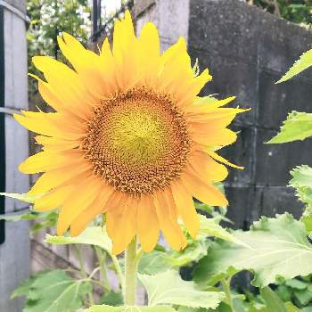 大きい花の投稿画像一覧 Greensnap グリーンスナップ