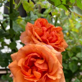 頑張ったね！の画像 by teru teruさん | 薔薇とばら バラ 薔薇と薔薇に魅せられてと頑張ったね！とありがとう ♡♡とめちゃくちゃ嬉しいと綺麗だね～♡と金曜ローズショーと薔薇が好きと鉢植えと感謝♡とやっぱり花が好き♡