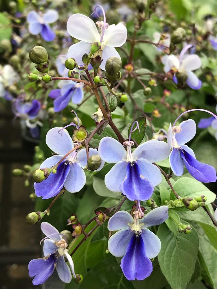 クレロデンドルム ブルーウィングの投稿画像 By ひめだかさん お出かけ先と日光好きと花木と花期長いと耐暑性と常緑低木と鉢植えと花のある暮らしと熱帯植物とクマツヅラ科と散歩中と日光好きと花木と花期長いと耐暑性と常緑低木と鉢植えと花のある暮らしと熱帯植物と