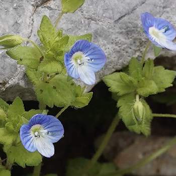 オオイヌノフグリの花の投稿画像一覧 Greensnap グリーンスナップ