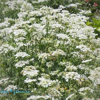 オルレア の投稿画像一覧 Greensnap グリーンスナップ