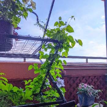 ペチュニア カプチーノの投稿画像一覧 Greensnap グリーンスナップ