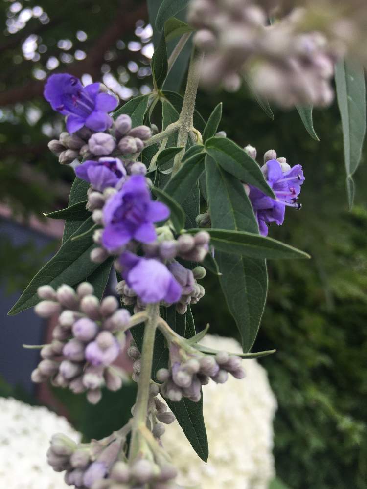 西洋ニンジンボクの投稿画像 By どんぐりさん 紫色と花が咲くと大きな木 と西洋ニンジンボク 21月6月26日 Greensnap グリーンスナップ