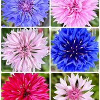 ヤグルマギク,地植え,可愛い,いつもありがとう♡,青い花の画像