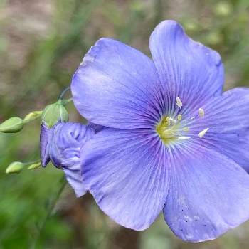 青紫の花の投稿画像一覧 Greensnap グリーンスナップ