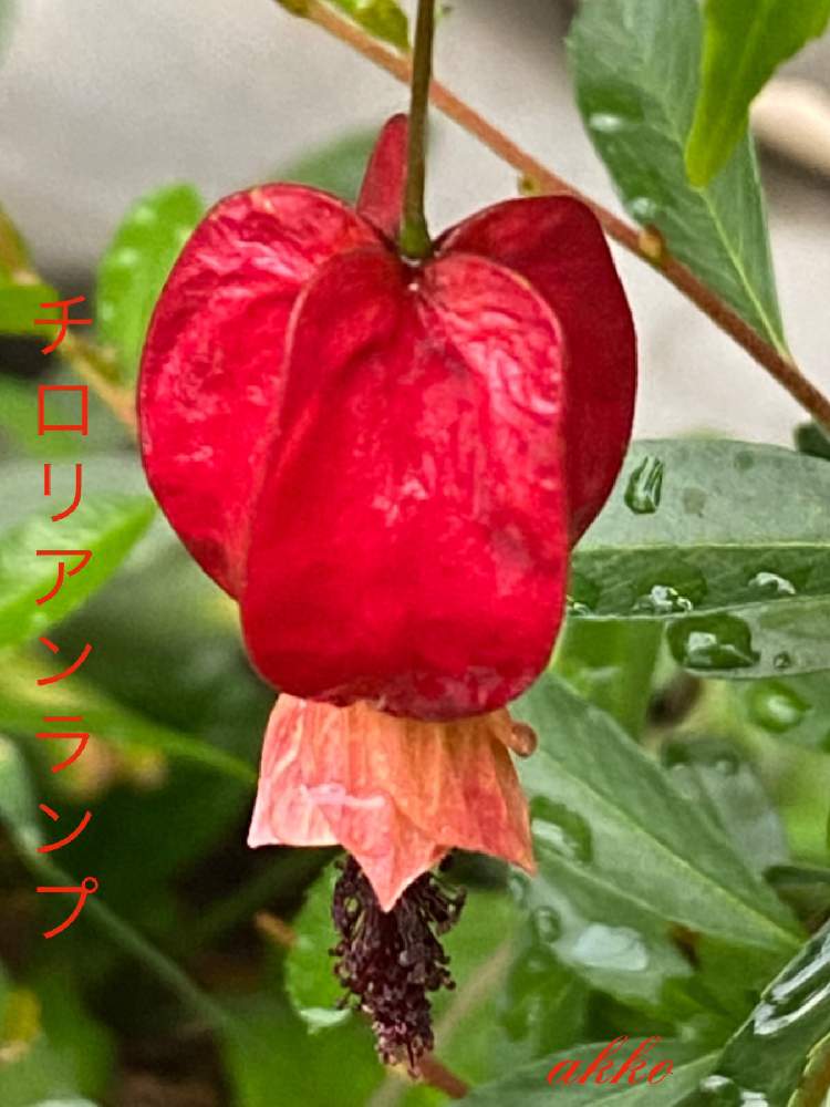 ウキツリボク チロリアンランプ 浮釣木 の投稿画像 By ひみつのアッコちゃんさん 鉢植えの花と可愛い花と花のある生活と美しい花と面白い花と元気な花と大好きな花と花を見る喜びと私のお気に入り 21月6月26日 Greensnap グリーンスナップ