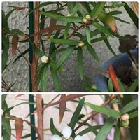 レモンティーツリーの育て方 苗の植え方は 虫除けになるって本当 Greensnap グリーンスナップ レモンティーツリーの育て方 苗の植え方は 虫除けになるって本当 Greensnap グリーンスナップ