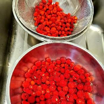 野いちごの投稿画像一覧 Greensnap グリーンスナップ