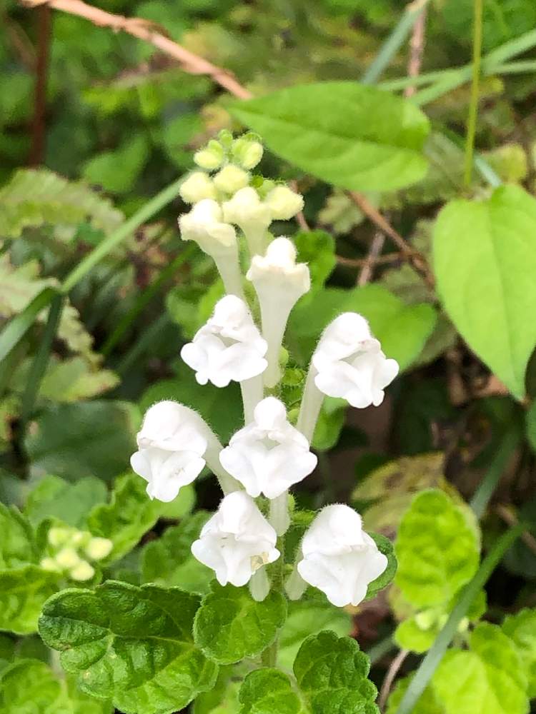 タツナミソウ 白の投稿画像 By ダンディ先生さん 21月6月26日 Greensnap グリーンスナップ Greensnap グリーンスナップ