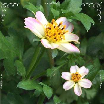 ウインターコスモス ピンクハニーの画像 by meimommyさん | 小さな庭とウインターコスモス ピンクハニーとお花がある暮らしとお花に癒されてとおうち園芸