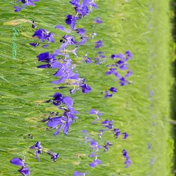 ノハナショウブの画像 by barchettaさん | お出かけ先とノハナショウブと⚠️有毒植物と草本と湿地と多年草と美しいと赤紫色の花と在来種