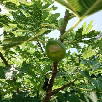 無花果 いちじくの投稿画像一覧 Greensnap グリーンスナップ