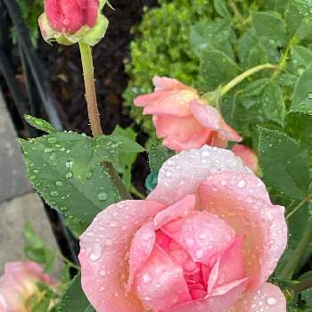 バラ ボスコベルの画像 by ブルーネストさん | 小さな庭とイングリッシュローズとDA ボスコベルとバラ ボスコベルとばら バラ 薔薇と雨降りとコーラル色の花とおうち園芸と香る花とイングリッシュ・ローズとデビッドオースティンとバラが好きとロザリアン