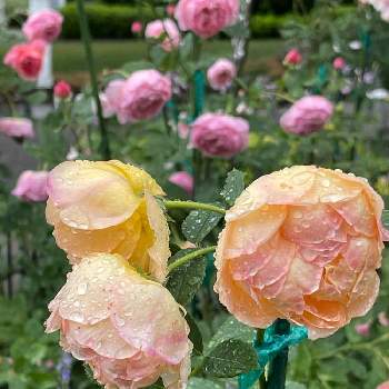 バラ ボスコベルの画像 by ブルーネストさん | 小さな庭とイングリッシュローズとDA ボスコベルとDA レディオブシャロットとバラ ボスコベルとばら バラ 薔薇とオレンジ色の花と雨降りとコーラル色の花とおうち園芸と香る花とイングリッシュ・ローズとデビッドオースティンとバラが好きとロザリアン