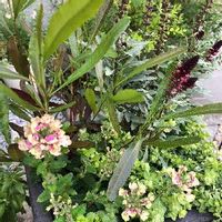 ドドナエアの育て方 植え付けや植え替えの時期は 剪定方法は Greensnap グリーンスナップ