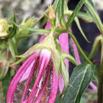 ホタルブクロ ピンクオクトパスの投稿画像一覧 Greensnap グリーンスナップ