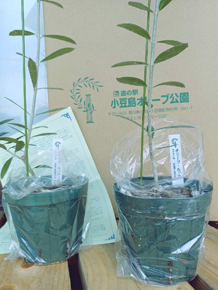 オリーブ ネバディロブランコの投稿画像 By あやめさん オリーブ ルッカと鉢植えとふるさと納税 21月6月26日 Greensnap グリーンスナップ