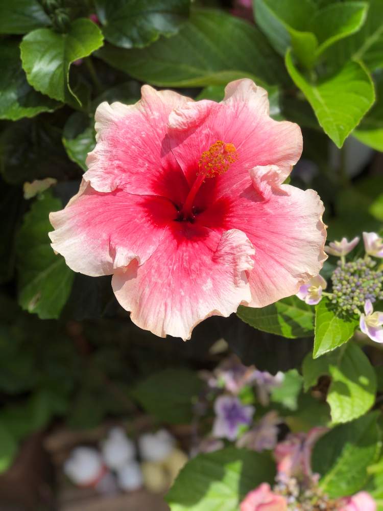 ハイビスカス グレイス3の投稿画像 By La Vie En Roseさん ハイビスカスとおうち園芸と今日の一枚と花のある暮らしと花が好きとcanon 21月6月26日 Greensnap グリーンスナップ