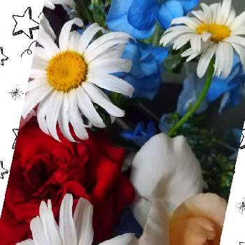 マーガレット の投稿画像一覧 Greensnap グリーンスナップ