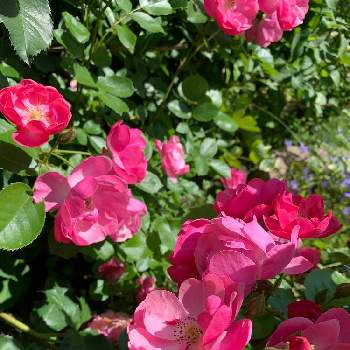 薔薇バレリーナの投稿画像一覧 Greensnap グリーンスナップ