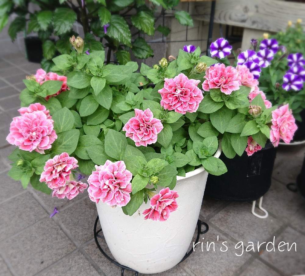 ペチュニアの投稿画像 By りん さん ペチュニア ホイップマカロンと栄養系ペチュニア ホイップマカロン フレーズムースとホイップマカロン フレーズムースと花のある暮らしとおうち園芸とrin S Petunia 21 21月6月26日 Greensnap グリーンスナップ