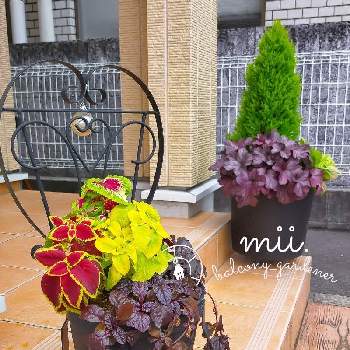 ヒューケラ ドルチェ Proven Winners Pw ガーデニング 園芸 花苗 低木 多肉植物 花 植物